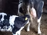 Vaca, Simmental cattle — foto 7