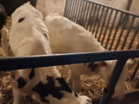 Bulle, Russian Black pied cattle — Foto 3