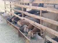 كبش, Arashan sheep — الصورة 8