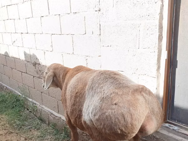 Кочкор, Арашан — Казакстан