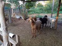 母羊, Hissar sheep — 照片 1