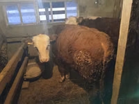 Bulle, Kasachische Weißkopfkuh — Foto 3