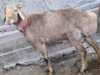Widder, Arashan sheep — Foto 2