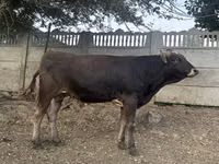 Toro, Swiss cattle — foto 5
