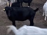 Goat, Goats — photo 3