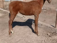 Stute, Kazakh horse — Foto 1