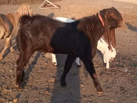 تيس, Kamori goats — الصورة 1