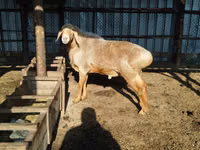 Qoʻchqor, Hissar sheep — 4-rasm