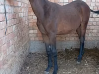 حصان, Manipuri pony — الصورة 2