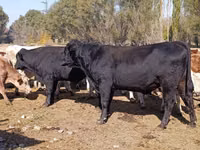 Bulle, Aberdeen-Angus — Foto 3