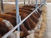 Cattle (batch, sex not specified), Simmental cattle — photo 2
