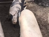 Säue, Schweine — Foto 2
