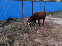 Сиыр, Latvian Blue cattle — 4-сурет