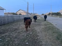 Vaca, Aberdeen-Angus — foto 2