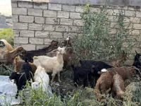 बकरी, बकरियाँ — फ़ोटो 2