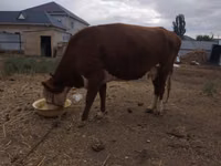 Vaca, Latvian Blue cattle — foto 4