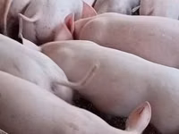 Säue, Schweine — Foto 4