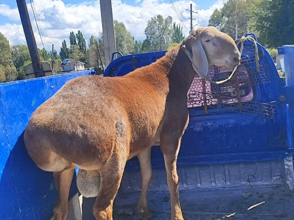 Carnero, Arashan sheep — Kirguistán