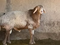 Қошқар, Arashan sheep — 3-сурет