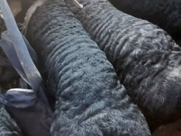Widder, Hissar sheep