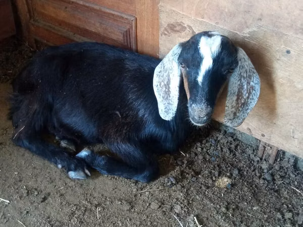 Ziegenbock, Saanen goat