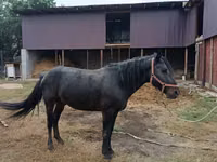 Caballo, Caballos — foto 5
