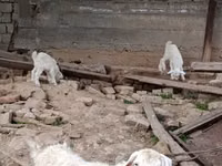 عنزة, الماعز — الصورة 1