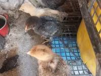 Chickens — Foto 4
