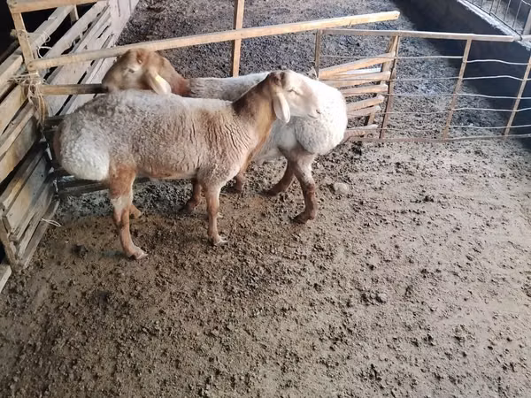 Carnero, Arashan sheep — Kirguistán