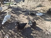 Ducks — Foto 1