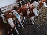Qoramol (partiya, jinsi ko‘rsatilmagan), Simmental cattle — 6-rasm
