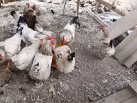 Chickens — Foto 2