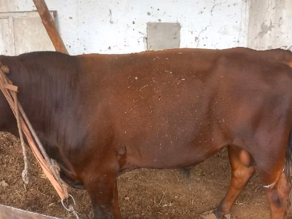 公牛, Cattle — 乌兹别克斯坦