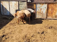 Widder, Rhon sheep — Foto 1
