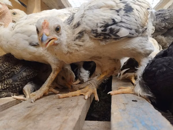Brahma