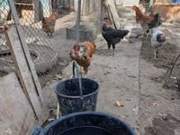 Chickens — foto 8