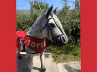 Caballos (lote, sexo no especificado), Caballos — foto 1