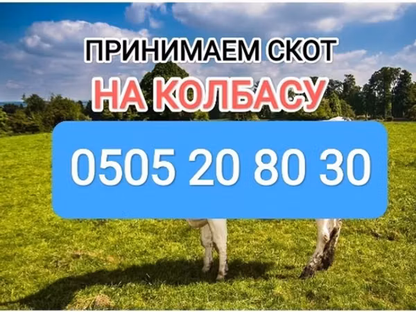 Бык, Коровы — Кыргызстан