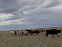 Bovinos (lote, sexo no especificado), Latvian Blue cattle — foto 1