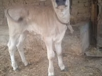 गाय, Swiss cattle — फ़ोटो 5