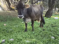 गाय, Swiss cattle — फ़ोटो 2