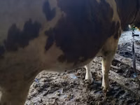 Toro, Simmental cattle — foto 3