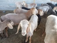 كبش, الأغنام — الصورة 2