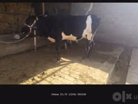 母牛, Russian Black pied cattle — 照片 7