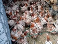 Chickens — الصورة 1