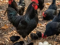 Chickens — Foto 1