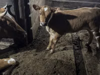 Kuh, Swiss cattle — Foto 2