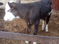 Kuh, Simmental cattle — Foto 1