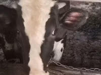 Бұқа, Russian Black pied cattle — 1-сурет