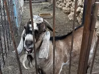 母山羊, Nubian Goat — 照片 1